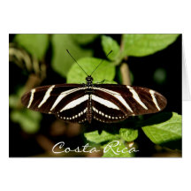 Striped Butterfly - Costa Rica Greeting Cards