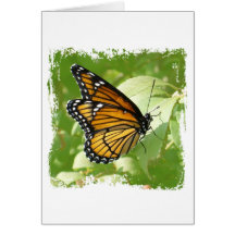 Striped Butterfly Greeting Cards