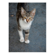 Striped cat post cards