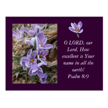 Striped Crocus III Postcard