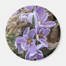 Striped Crocus Magnets