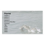 Striped dolphin business cards