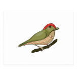 striped manakin bird post cards