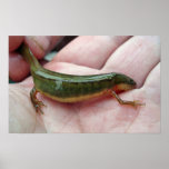 Striped newt, Georgia Poster