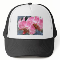 Striped Pink Phalaenopsis Orchids