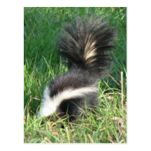 Striped Skunk Postcard