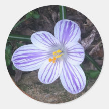Striped Springtime Crocus Stickers
