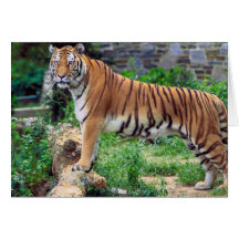 Striped Tiger Greeting Card