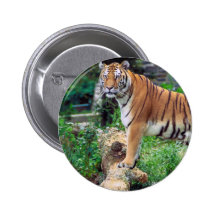 Striped Tiger Pin