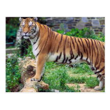 Striped Tiger Post Card