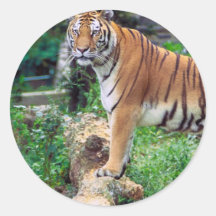 Striped Tiger Sticker