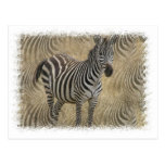 Striped Zebra Postcard