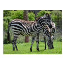 Stripes go with Everything! Postcard