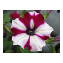 Stripped Purple Petunia Postcard