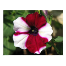 Stripped Purple Petunia Postcards