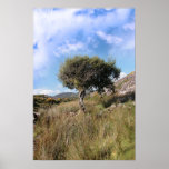 strong isolated mountain tree poster