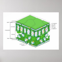 Structure fine d'échelle d'un diagramme de feuille posters