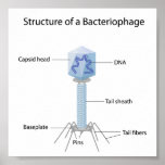 Structure of a bacteriophage Poster