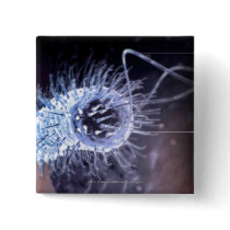 Structure of a helicobacter pylori cell pinback buttons