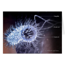 Structure of a helicobacter pylori cell card