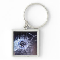 Structure of a helicobacter pylori cell key chain