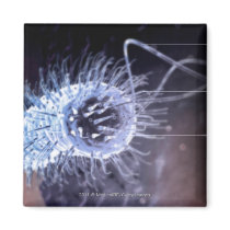 Structure of a helicobacter pylori cell fridge magnet