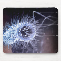 Structure of a helicobacter pylori cell mousepad