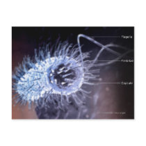 Structure of a helicobacter pylori cell postcard