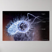Structure of a helicobacter pylori cell print