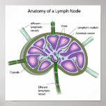 Structure of a lymph node Poster