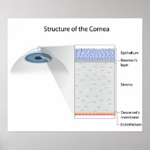 Structure of human cornea Poster