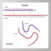 Structure of human insulin Poster
