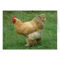Strut my Stuff Greeting Cards