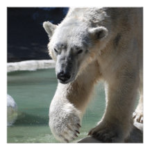 Strutting Polar Bear Announcement