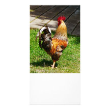 Strutting Rooster Photo Greeting Card