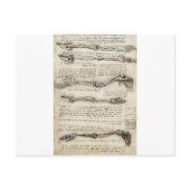 Studies of the Arm by Leonardo Da Vinci c. 1510 Post Card