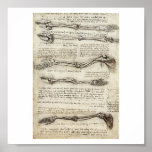 Studies of the Arm by Leonardo Da Vinci c. 1510 Posters