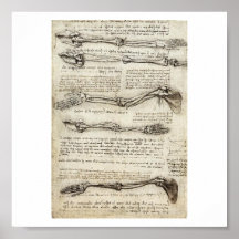 Studies of the Arm by Leonardo Da Vinci c. 1510 Posters