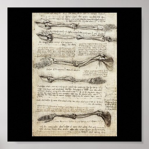 Studies of the Arm by Leonardo Da Vinci c. 1510 Print