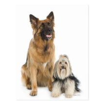 Studio portrait of Belgian shepherd and Shih Tzu Post Card