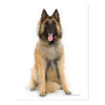 Studio portrait of Belgian shepherd dog Postcard