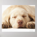 Studio portrait of Yellow Labrador Retriever Posters