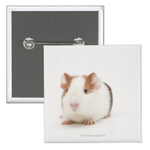 Studio shot of Guinea Pig Pinback Buttons