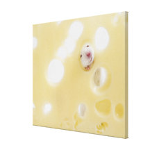 Studio shot of white mouse looking through hole stretched canvas print