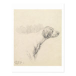 Study of a Hound, 1794 (pencil on paper) Postcards