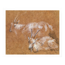 Study of Goats (drawing) posters