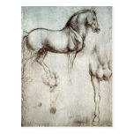 Study of horses - Leonardo da Vinci Postcards