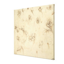 Study of the Flowers of Grass-like Plants (Briza M Stretched Canvas Print