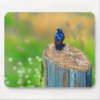 Stump Sitter Mousepad