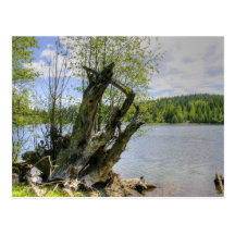 Stumped - Marshall Lake Postcard